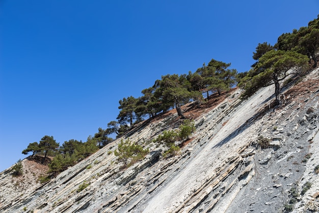 Cima de un acantilado con árboles contra un cielo azul brillante en la zona de playa salvaje.