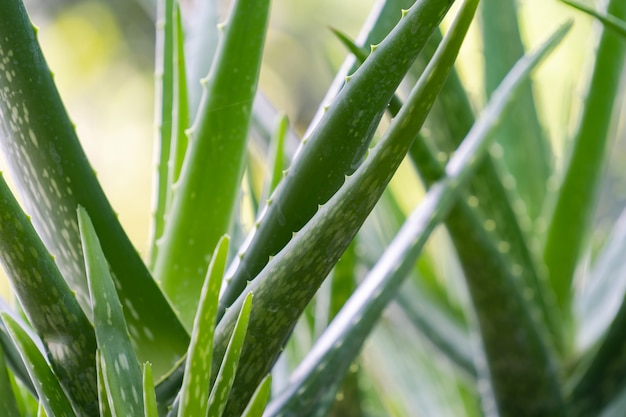 Cima, aloe vera, planta