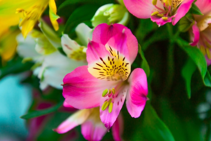 Foto cima, alstroemeria, flores, buquet