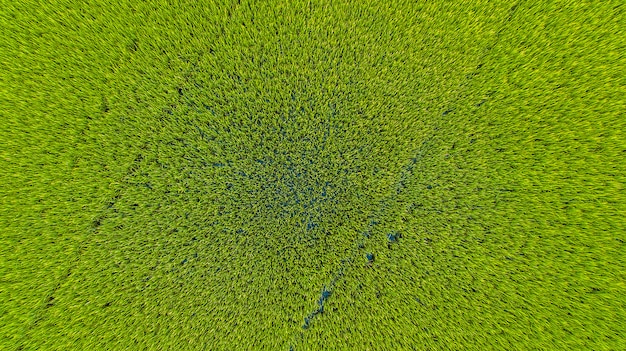 Cima, arroz, campo