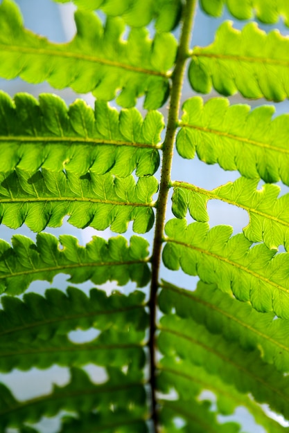 Foto cima, de, abstratos, folha verde, experiência, textura