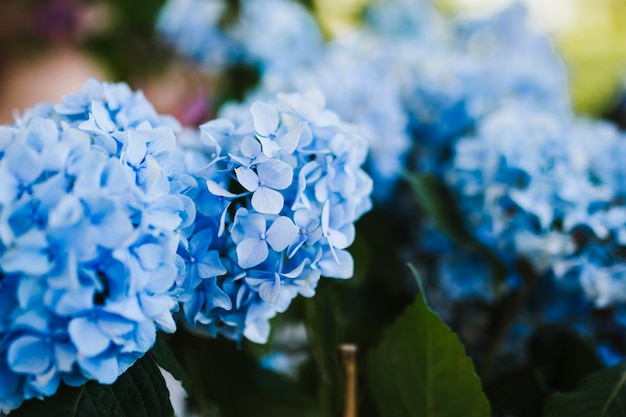 Cima, de, azul, hydrangea