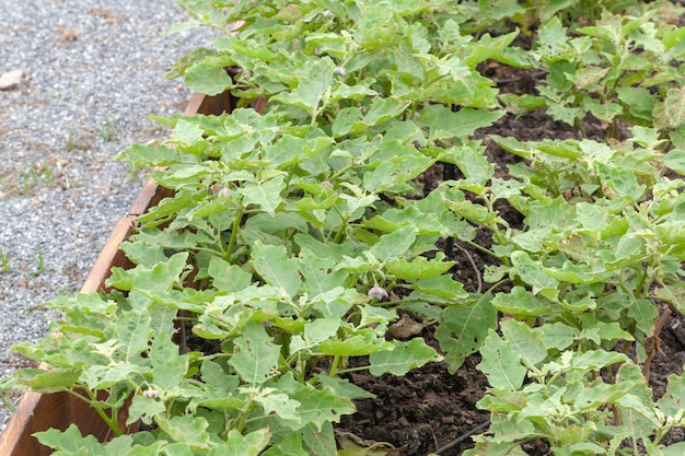 Cima, de, beringela, planta, em, fazenda vegetal