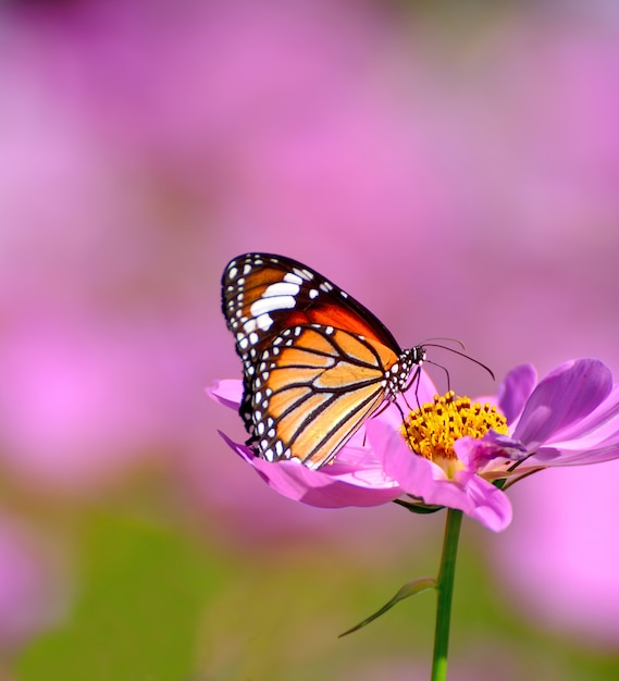 Cima, de, borboleta, ligado, cor-de-rosa, cosmos, flor, fundo turvado