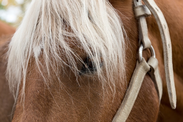 Foto cima, de, cabeça, de, um, bonito, cavalo selvagem