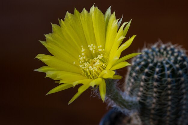 Cima, de, cacto, flor