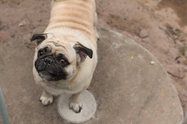 Cima, de, cute, cão, pug