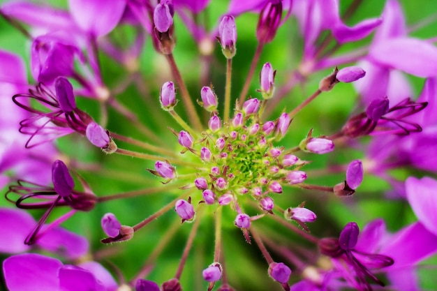 Cima, de, flor árvore