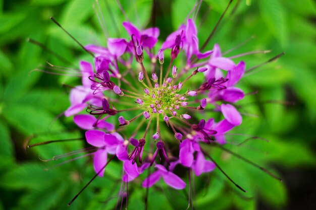 Cima, de, flor árvore