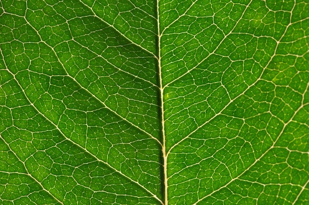 Cima, de, folha verde, textura