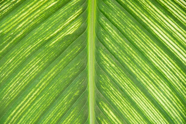 Cima, de, folha verde, textura