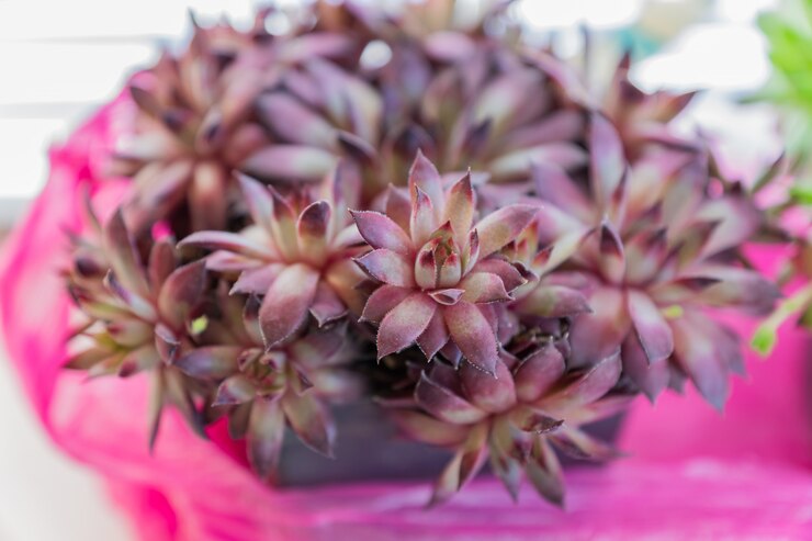 Foto cima, de, suculento, planta, houseleek, sempervivum, em, um, pote