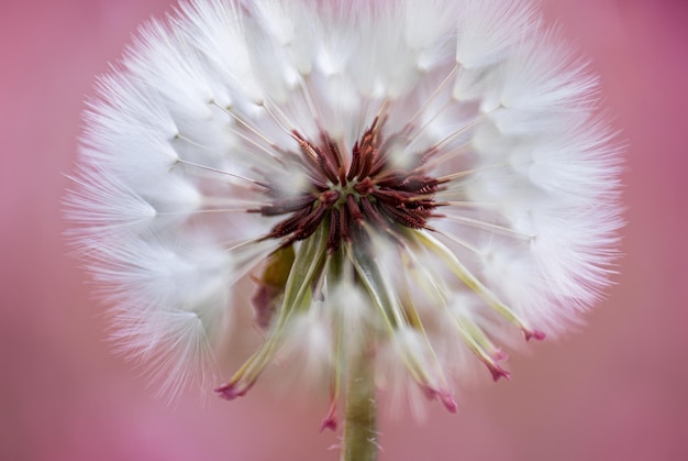 Cima, de, um, dandelion