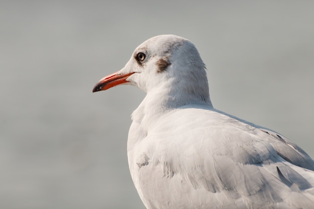 Cima, de, um, gaivota