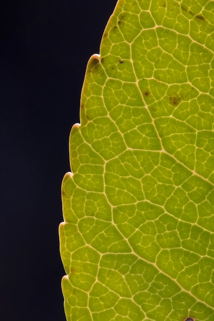 Foto cima, de, veias, de, folha