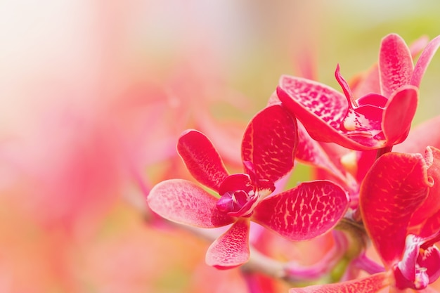 Cima, flor orquídea, em, jardim