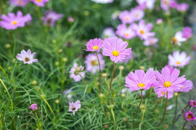 Cima, flores naturais, fundo