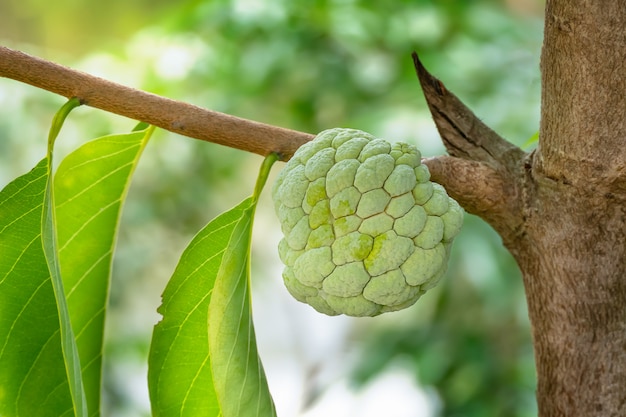 Cima, fruta pomo maçã, pendurar, árvore