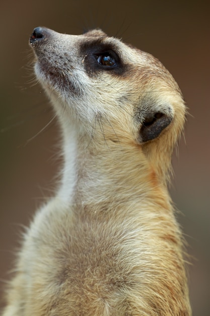 Foto cima, ligado, watchful, meerkat, stading, guarda