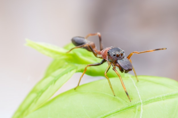 Cima, macho, formiga, imitando, aranha, ligado, folha verde