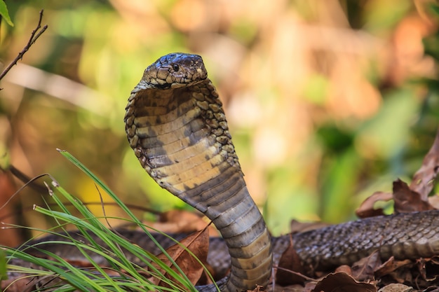 Cima, monocellate, cobra