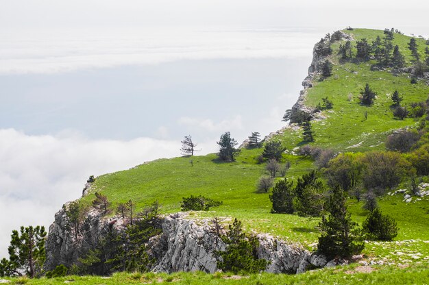 Cima de la montaña Ai-Petri con árboles