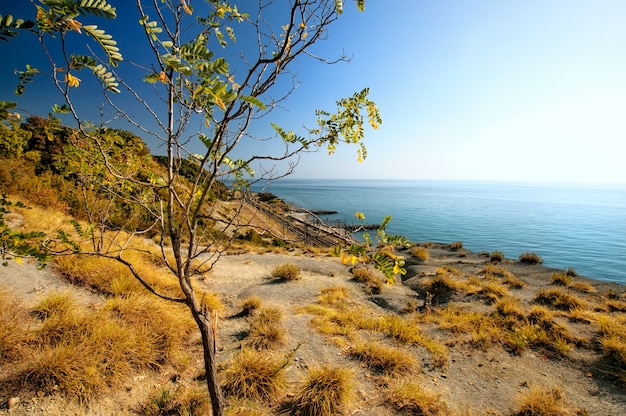 Cima de una montaña cubierta de árboles y césped. Paisaje de otoño