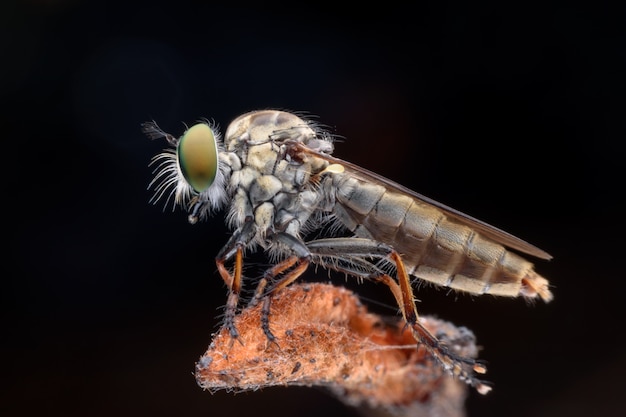 Foto cima, mosca ladrão