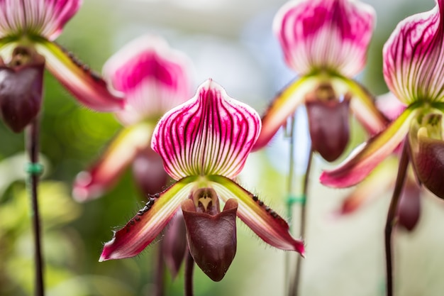 Cima, paphiopedilum, (orchid), em, público, jardim