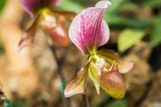 Cima, paphiopedilum, (orchid), em, público, jardim