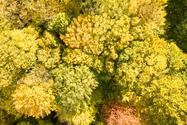 Cima para baixo vista aérea de copas verdes e amarelas na floresta de outono com muitas árvores frescas.