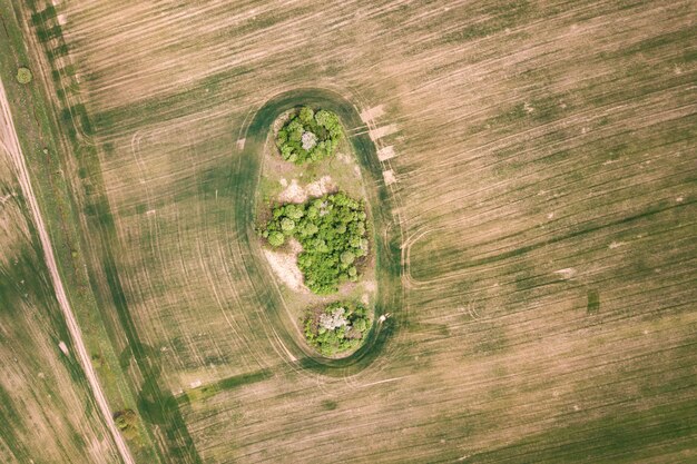 Cima para baixo vista aérea do campo verde com dosséis de árvores no meio.