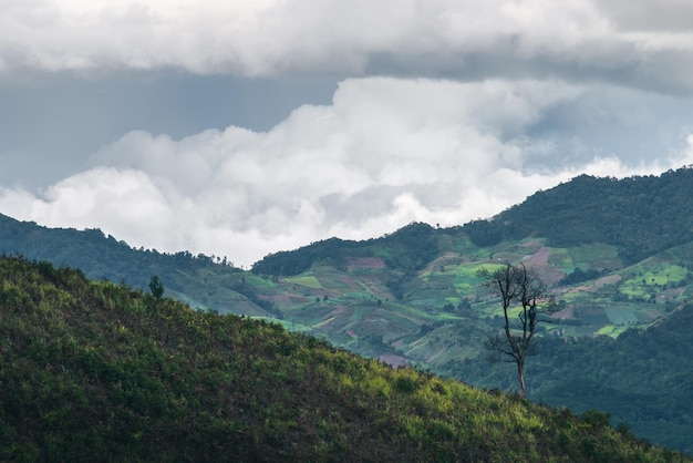 en la cima del pico de la montaña en Tailandia. selva tropical en temporada de invierno con cordillera,