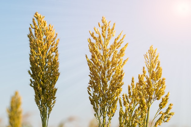 Cima, sorgo, em, campo, agente, céu azul