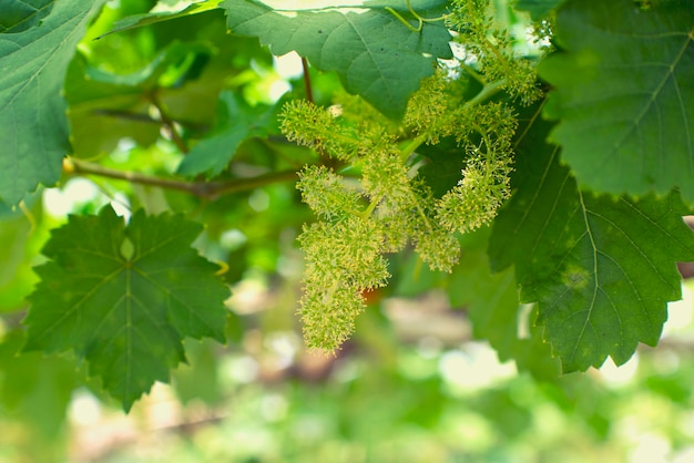 Cima, videira, com, bebê, uvas, e, flores