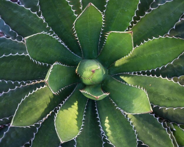 Cima, vista superior, de, verde, agave, planta, em, a, jardins