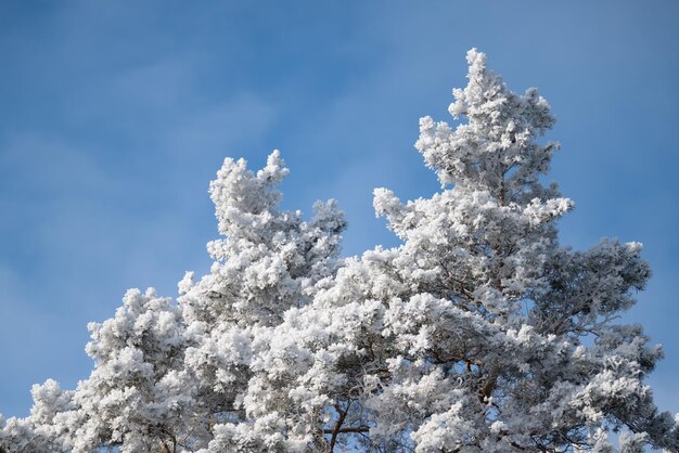 Foto cimas de pinheiros em neve pesada e geada em uma manhã de inverno ensolarada e gelada