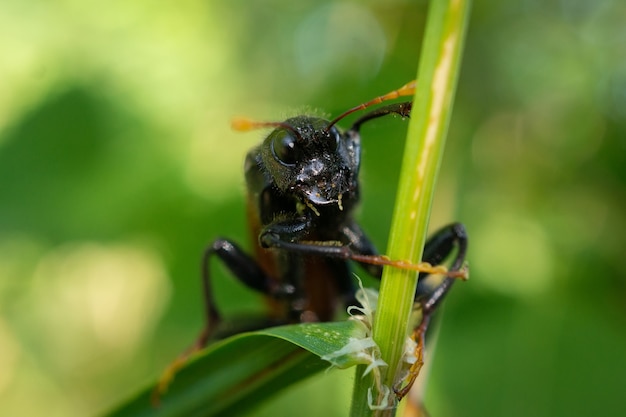 Cimbex femoratus, la mosca de sierra de abedul, es una especie de mosca de sierra de la familia Cimbicidae.