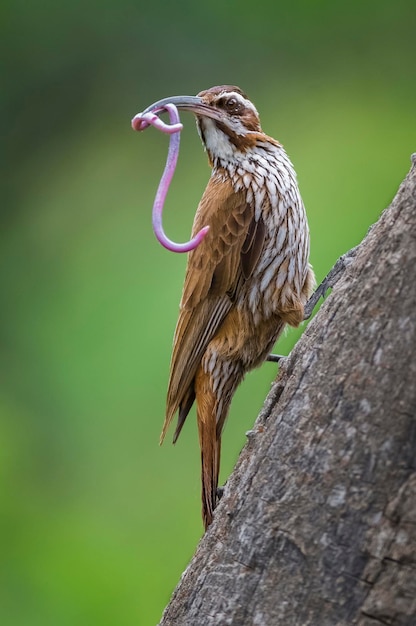 Cimitarra facturó Woodcreeper Calden forest La Pampa Argentina