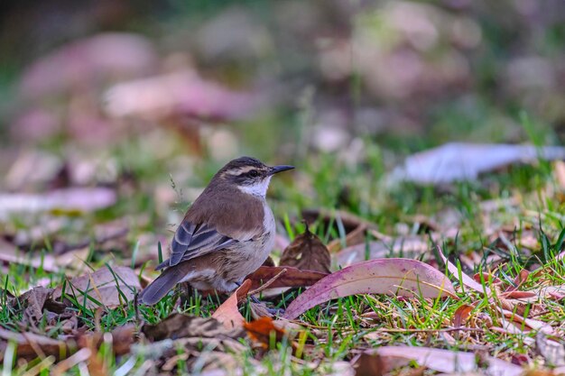 Cinclodes alascremas Cinclodes albiventris