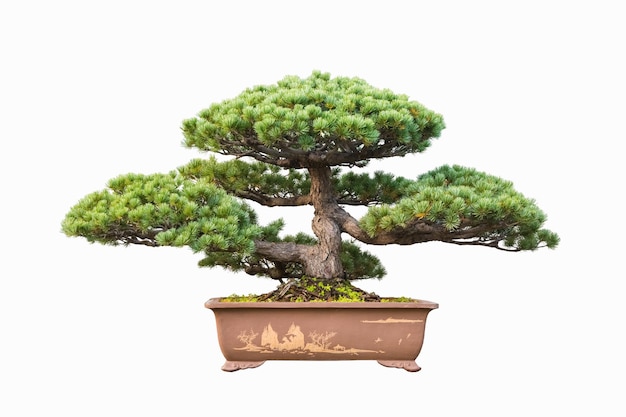 Cinco bonsai de pinheiro com fundo branco