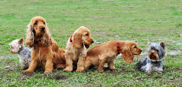 Cinco cachorrinhos