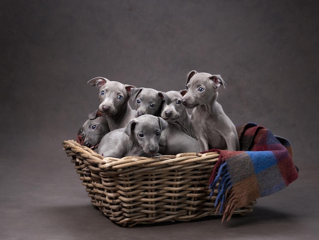 Foto cinco cachorros de galgo en una canasta perro sobre fondo de lona marrón