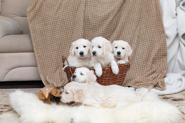 Cinco cachorros de golden retriever se sientan en una canasta de mimbre