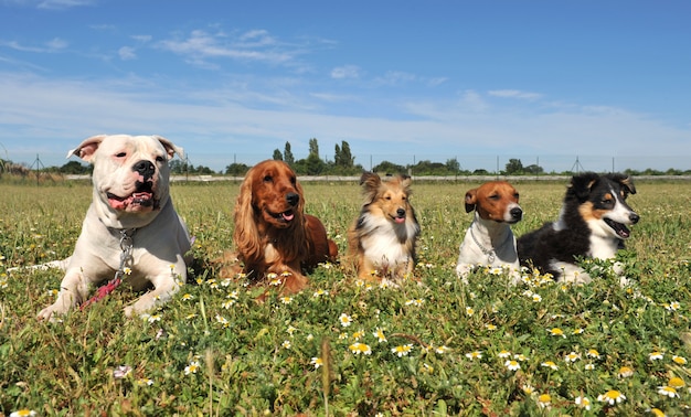 Cinco cachorros