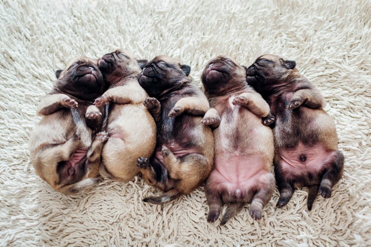 Foto cinco filhotes de cachorro pug dormindo no tapete em casa. cachorrinhos deitado juntos de costas
