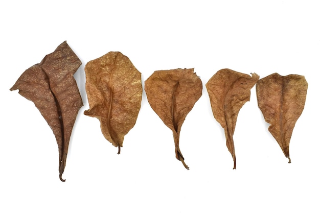 Cinco folhas secas de amêndoa indiana isoladas em branco
