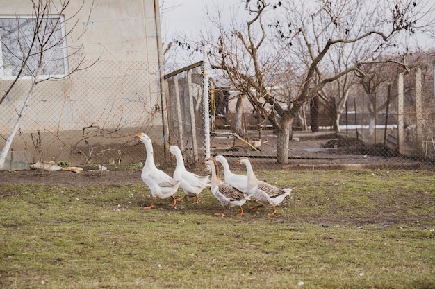 Foto cinco gansos estão caminhando por um quintal rural