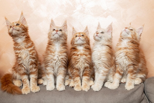 Cinco gatinhos engraçados olham para cima sentados na parte de trás do sofá Gatinhos Maine Coon