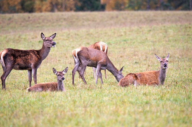 Cinco hembras de ciervo descansando en el borde del bosque Idilio de otoño